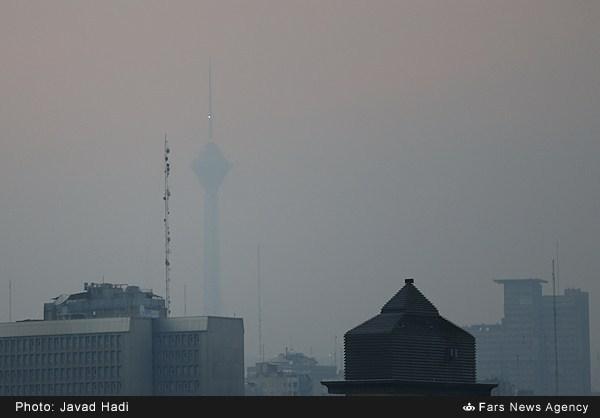 آلودگی هوا چه بر سر حیوانات شهری چه می آورد؟ آلودگی هوا چه بر سر حیوانات شهری چه می آورد؟
