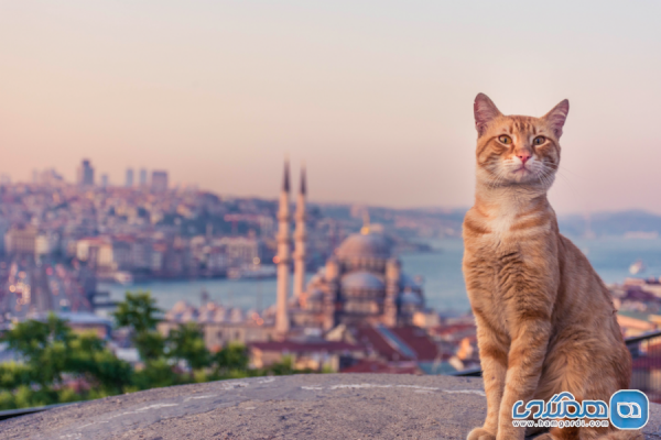 دانستنی هایی درباره شهر استانبول که شاید از آنها بی خبر باشید
