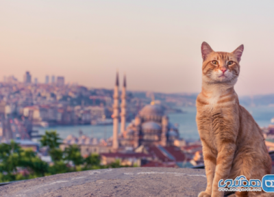 دانستنی هایی درباره شهر استانبول که شاید از آنها بی خبر باشید