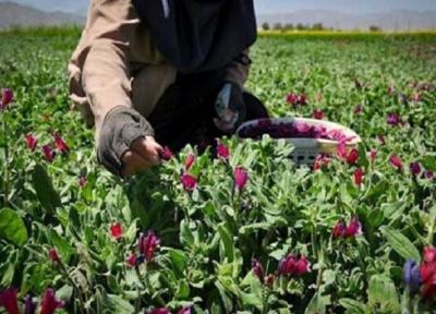 احداث بزرگترین مجموعه فراوری گیاهان دارویی شمال کشور در آمل