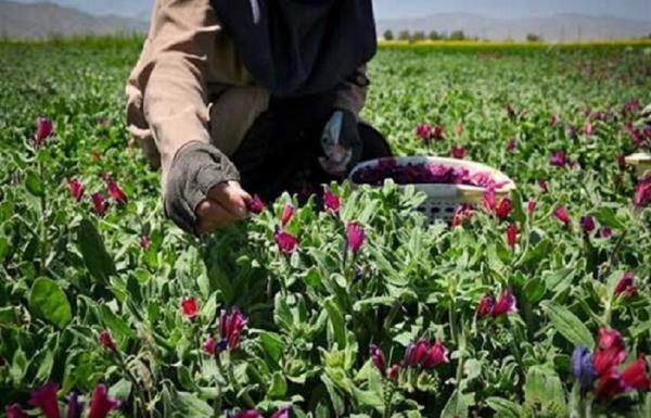 احداث بزرگترین مجموعه تولید گیاهان دارویی شمال کشور در احداث بزرگترین مجموعه فراوری گیاهان دارویی شمال کشور در آمل
