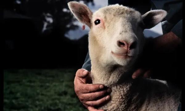 گوسفندهای ویرایش ژنتیکی شده امید برای درمان بیماری های کشنده بچه ها ایجاد می نمایند