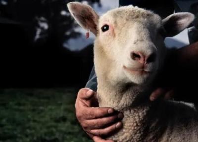 گوسفندهای ویرایش ژنتیکی شده امید برای درمان بیماری های کشنده بچه ها ایجاد می نمایند